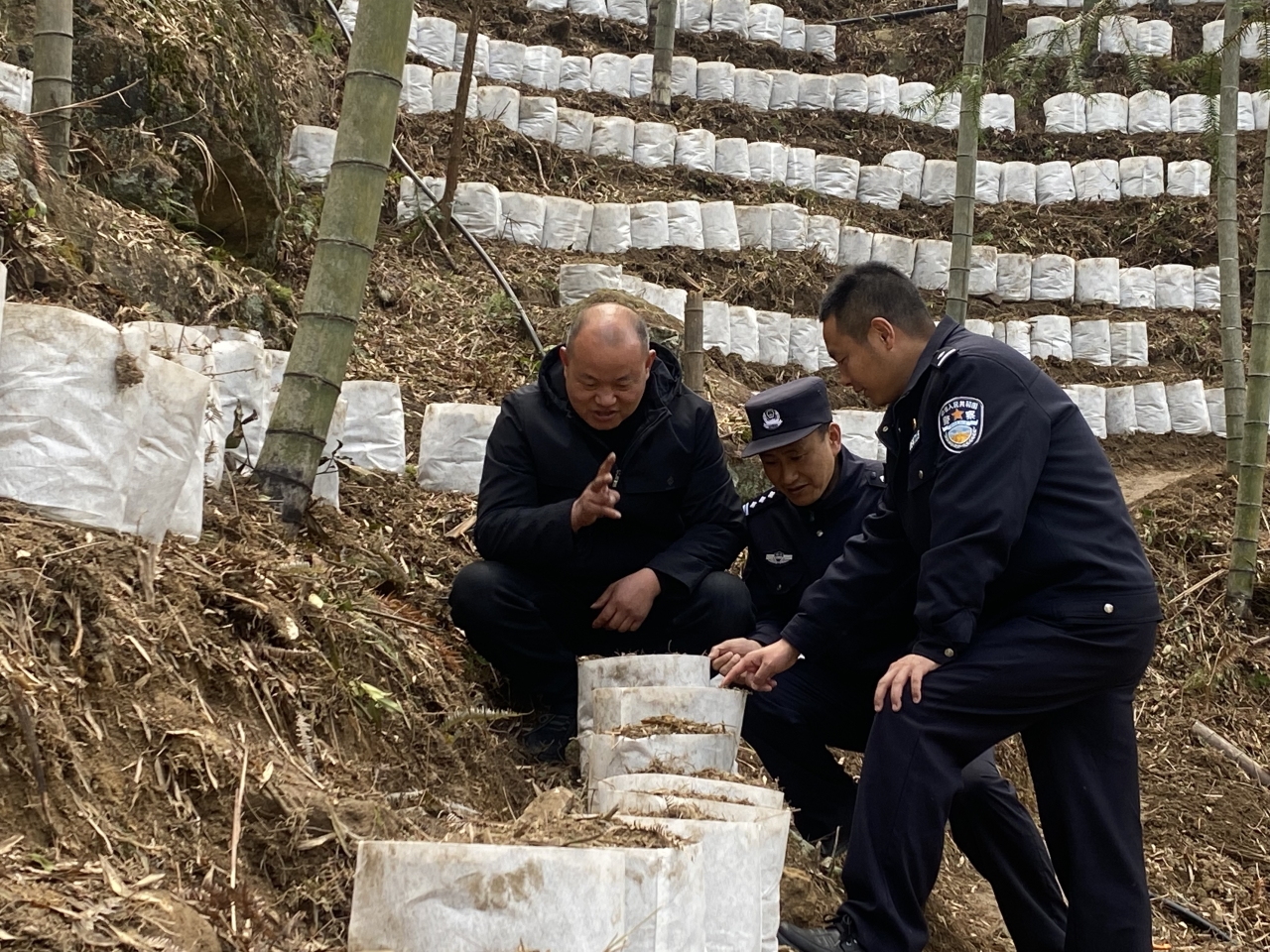 林区警长王胜前去中草药基地巡查，一起观察了解三叶青的长势.jpg